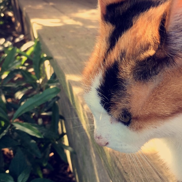 Meet your Posher, Khloe - Picture 1 of 1